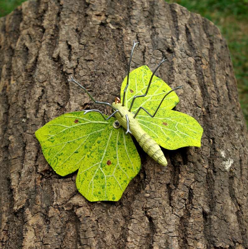Brimstone Butterfly- underside